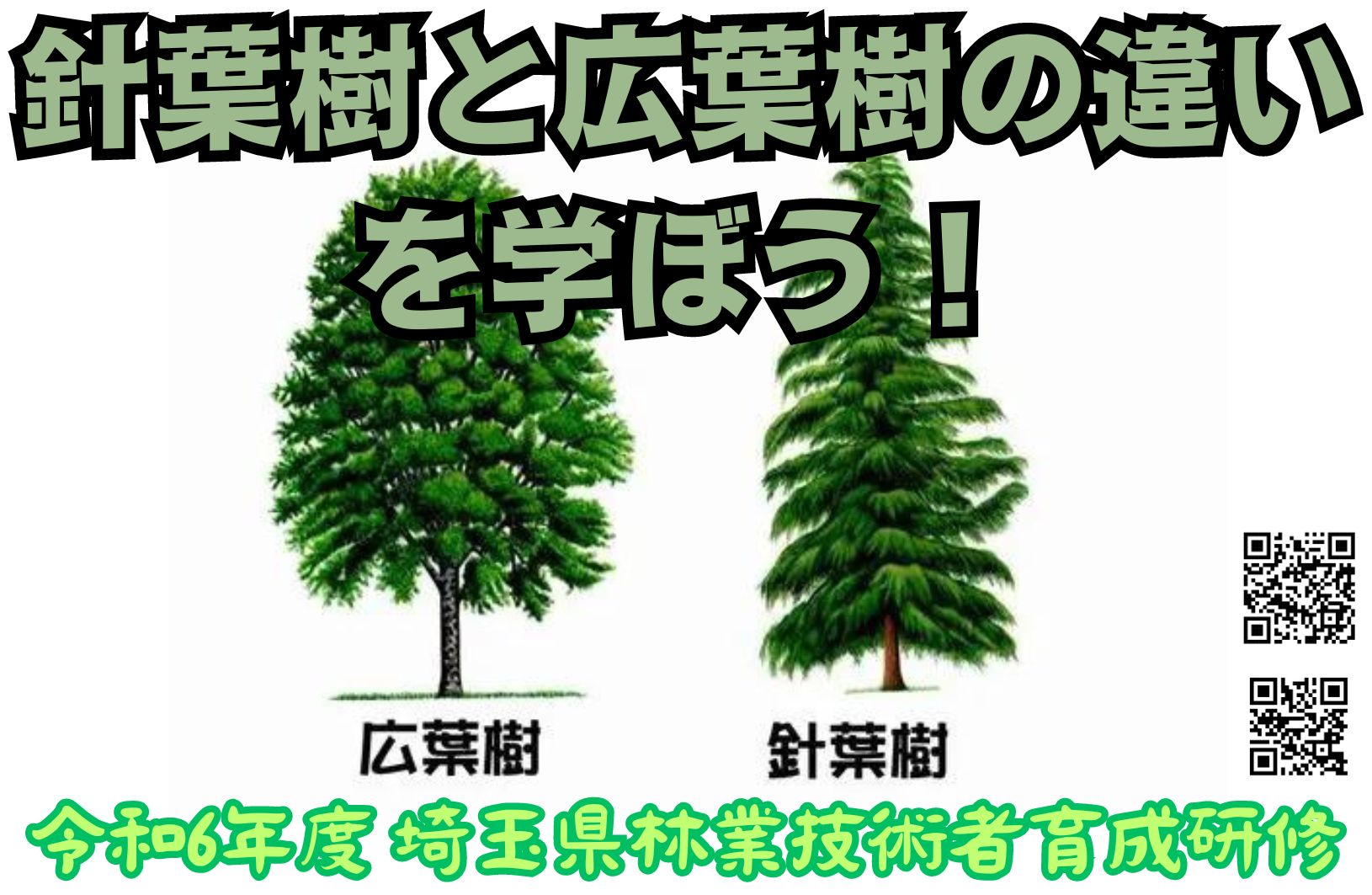 針葉樹と広葉樹の違い：林業の魅力シリーズ第16弾 | ㈱FOREST