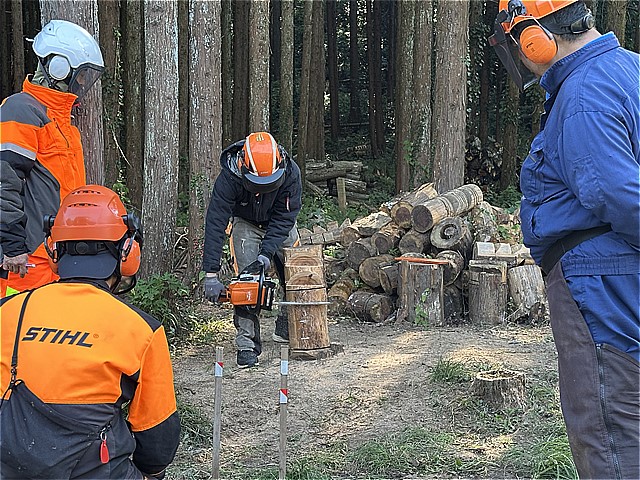 ガンマークを使い伐倒方向を確認する研修生